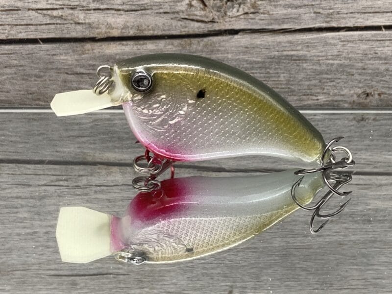 The Lure Forge - 2.5 Flatside - Balsa Crankbait - Bleeding Gizzard Shad  Color - Wood Bait Country