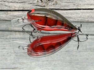 Black Label Balsa - BL 1.5 - Balsa Squarebill - Habanero color