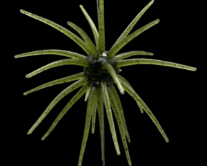 Black Label Plastics - OFO 21mm - Watermelon color