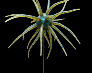 Black Label Plastics - OFO 24.5mm - Blue Craw color