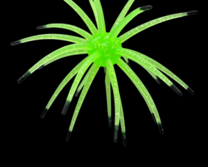 Black Label Plastics - OFO 21mm - Firefly color