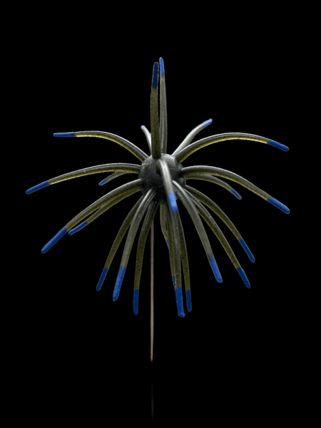 Black Label Soft Plastics - OFO 21mm - Black Blue Tip color